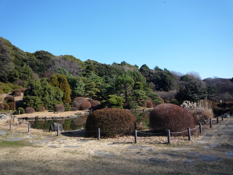20160110_小石川植物園2.jpg